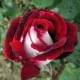Trandafir teahibrid Osiria c4